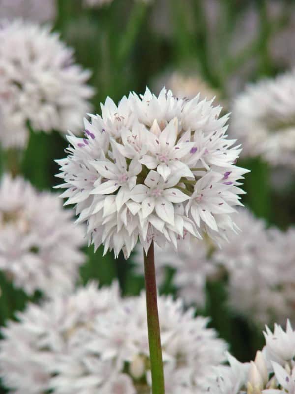 allium-papperslk-graceful-beauty-8st-1