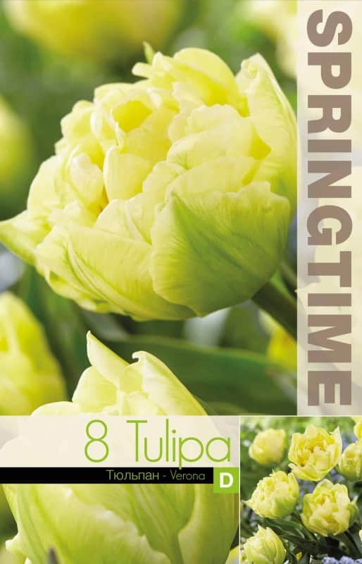 dubbel-tidig-tulpan-verona-double-8st-2
