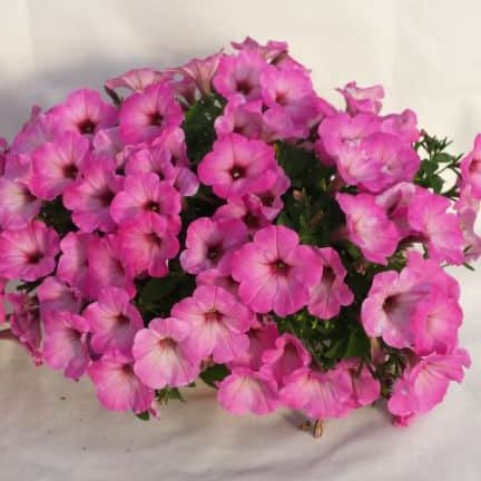 petunia-potunia-pinkalicious---3-plantor-1