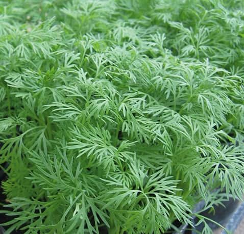 dill-ella-yrkesodlarfr-1