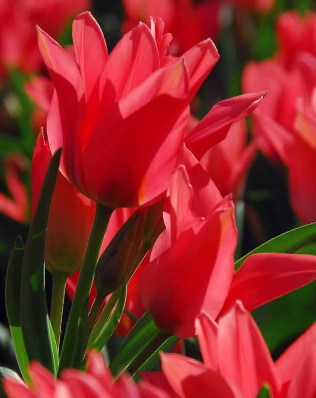 multi-flowering-tulpan-toronto-8st-1