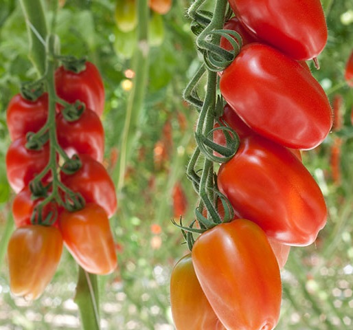 Tomat (San Marzano) ’Vesuvius’ F1 yrkesodlarfrö