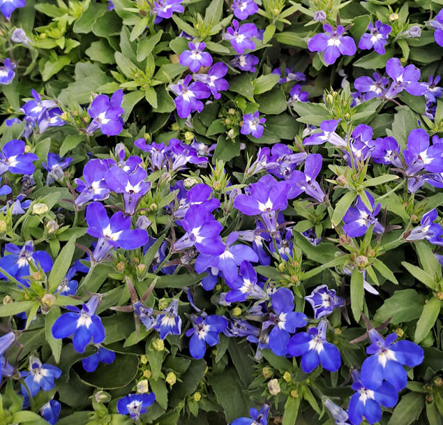 kantlobelia-curacao-blue-105cm-kruka-1