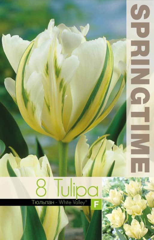 enkel-tidig-tulpan-white-valley-8st-4