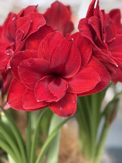 amaryllis-double-dragon-1st-1