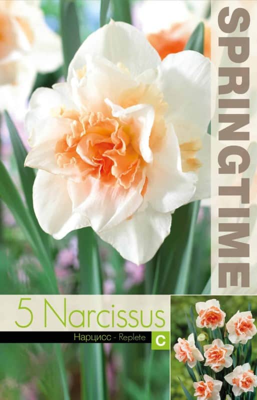 stjrnnarciss-replete-5st-2