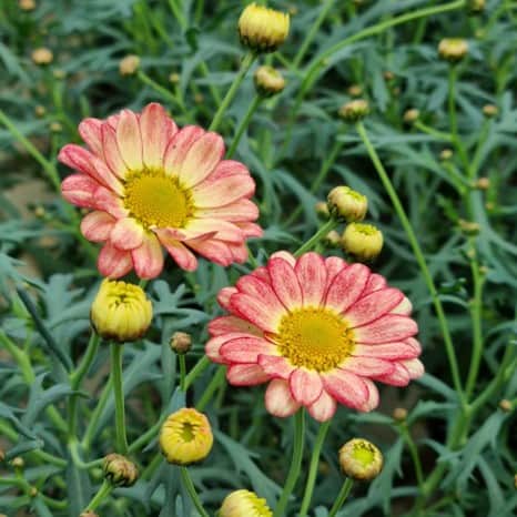 margerit-day-zee-cream-pink-105cm-kruka-1