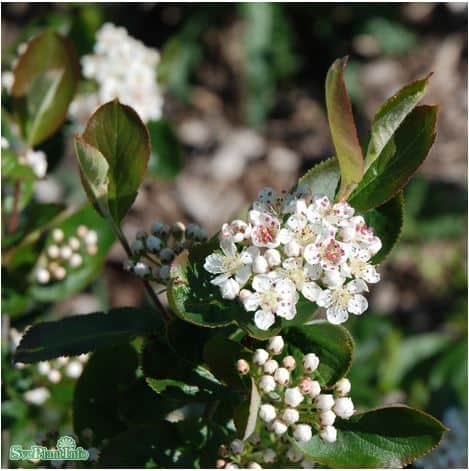 slnaronia-elata-10-p-barrotad-50-80cm-1