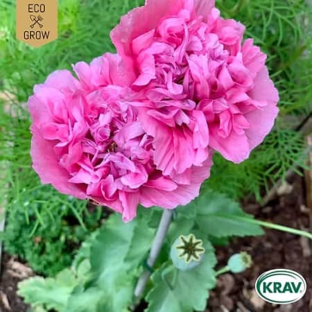 pionvallmo-carnation-rose-krav-mrkt-1