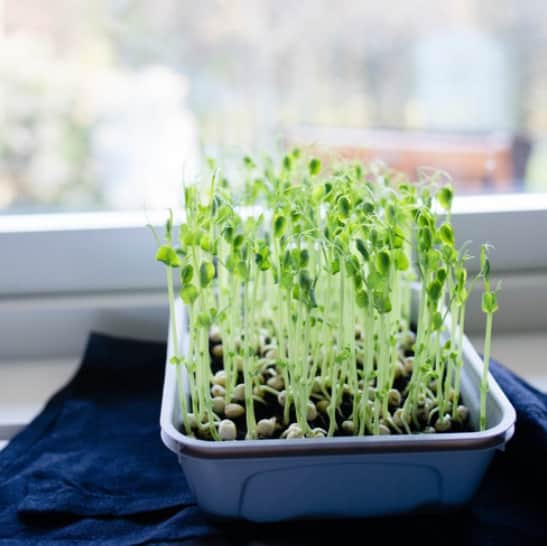 sproutly-eko-stor-grrt-500g-1