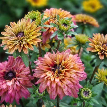 sommarrudbeckia-rudy-double-rose-yellow---3-p-1
