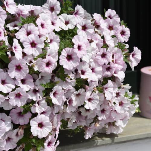 petunia-white-orchid---3-plantor-1