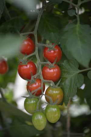 cocktailtomat-krebs-luna-f1-eko-2