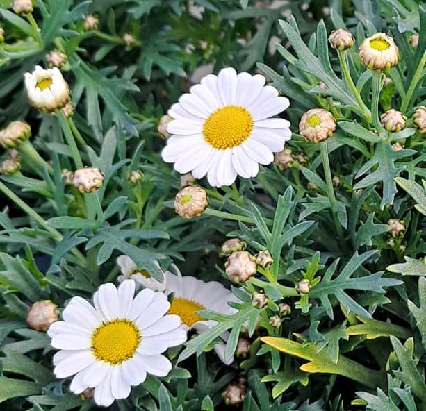 margerit-la-rita-white-105cm-kruka-1