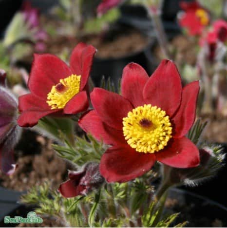 backsippa-rubra-9cm-kruka-1