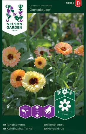 ringblomma-cantaloupe-1