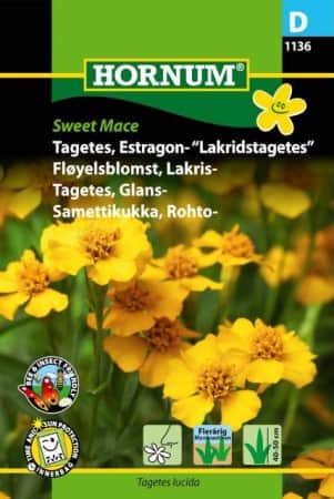 lakritstagetes-sweet-mace-1