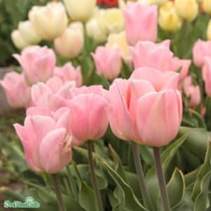 enkel-tidig-tulpan-apricot-beauty-10st-1