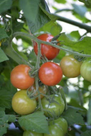 cocktailtomat-krebs-salinas-f1-eko-2