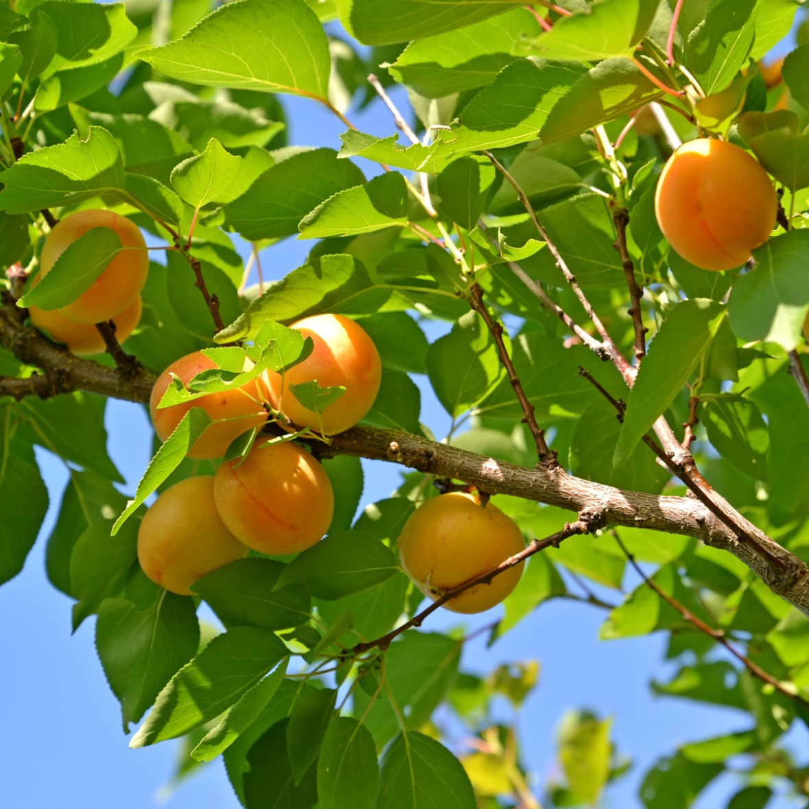 Aprikos ’Tros Oranje’ co