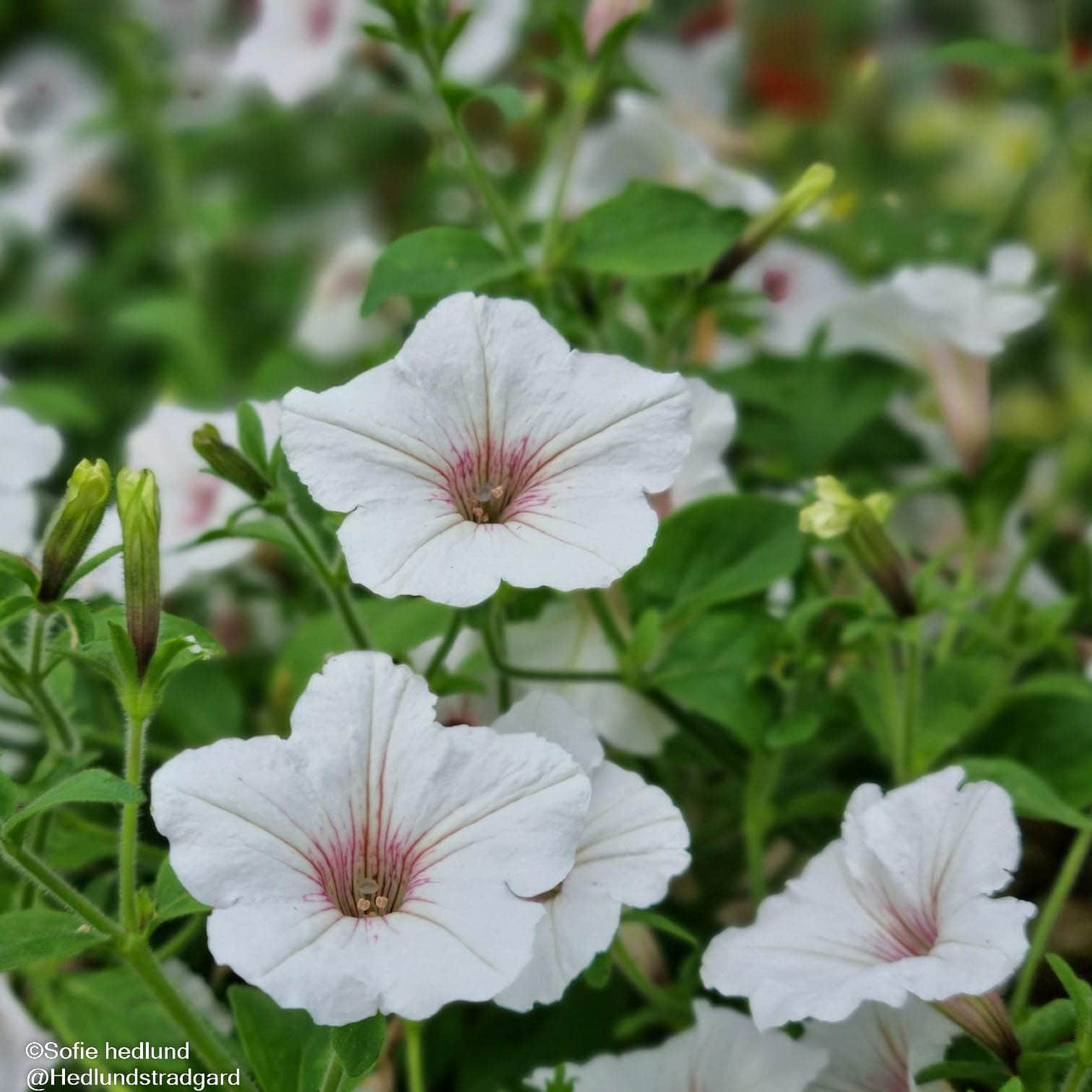 petunia-vista-silverberry-105cm-kruka-1