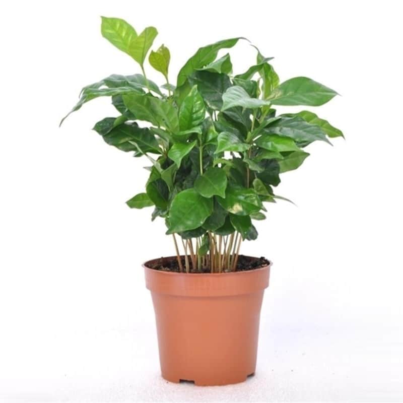 arabisk-kaffeplanta-12cm-kruka-1