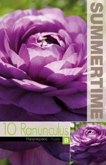ranunkel-purple-10st-2