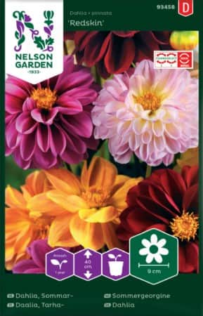 sommardahlia-redskin-mix-1