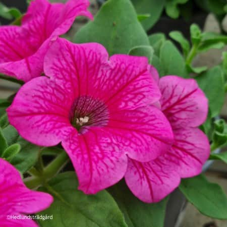 petunia-surfina-hot-pink-105cm-kruka-1