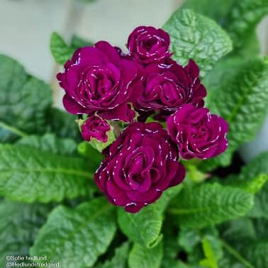 jordviva-belarina-beaujolais-12cm-kruka-1