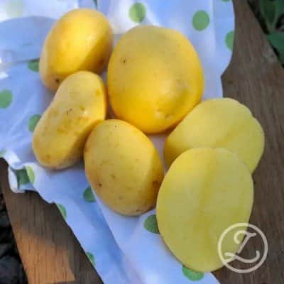 sttpotatis---almonda-1kg-eko-1