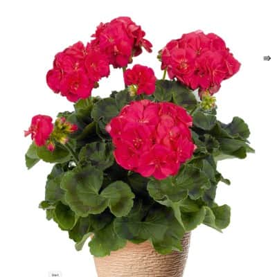 zonalpelargon-ludo-3st-sticklingar-1