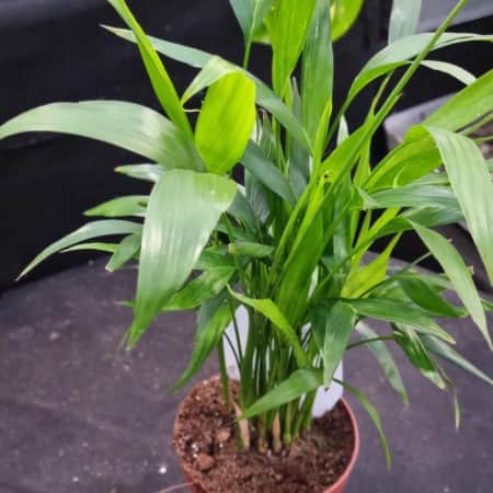 bambupalm-12cm-kruka-1