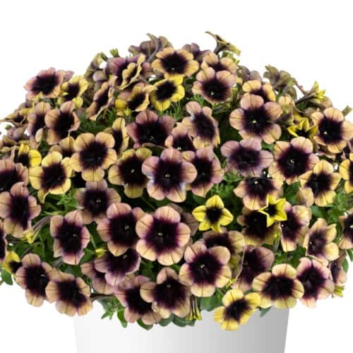 petunia-ray-shadow-105cm-kruka-1