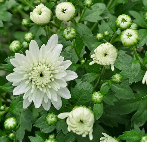 bollkryss-white-12cm-kruka-1