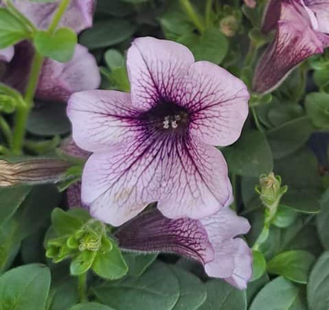 petunia-surfina-purple-vein-105cm-kruka-1