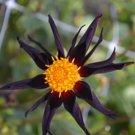 orkid-dahlia-honka-dark-1st-1