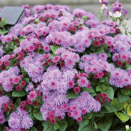 ageratum-cushion-violet-105cm-kruka-1