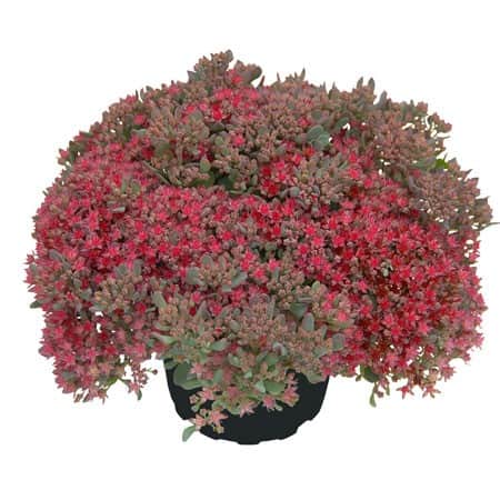 liten-krleksrt-rocky-12cm-kruka-1