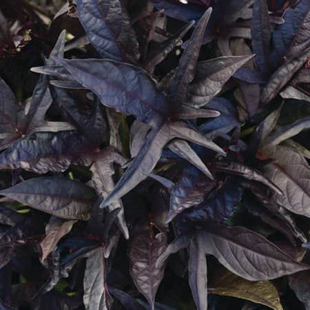 batata-solartower-black-105cm-kruka-1