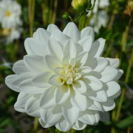 nckros-dahlia-siberia-1st-1