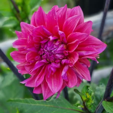 dekorativ-dahlia-feline-yvonne-1st-1