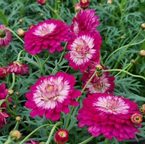 margerit-day-zee-double-pink-white-105-cm-kru-1