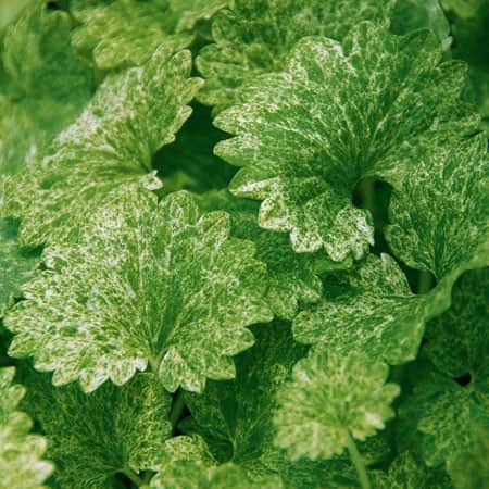 jordreva-dappled-light-105cm-kruka-1