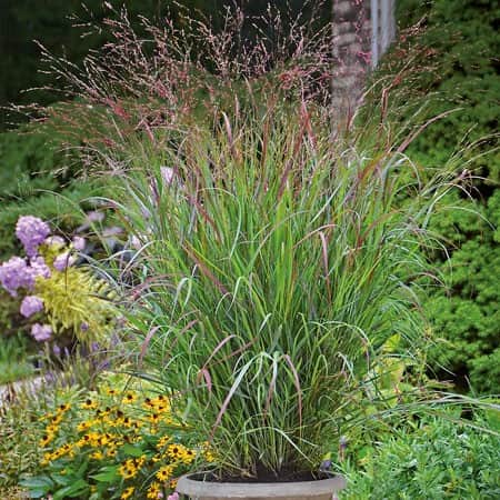 prydnadshirs-cheyenne-sky-12cm-kruka-1