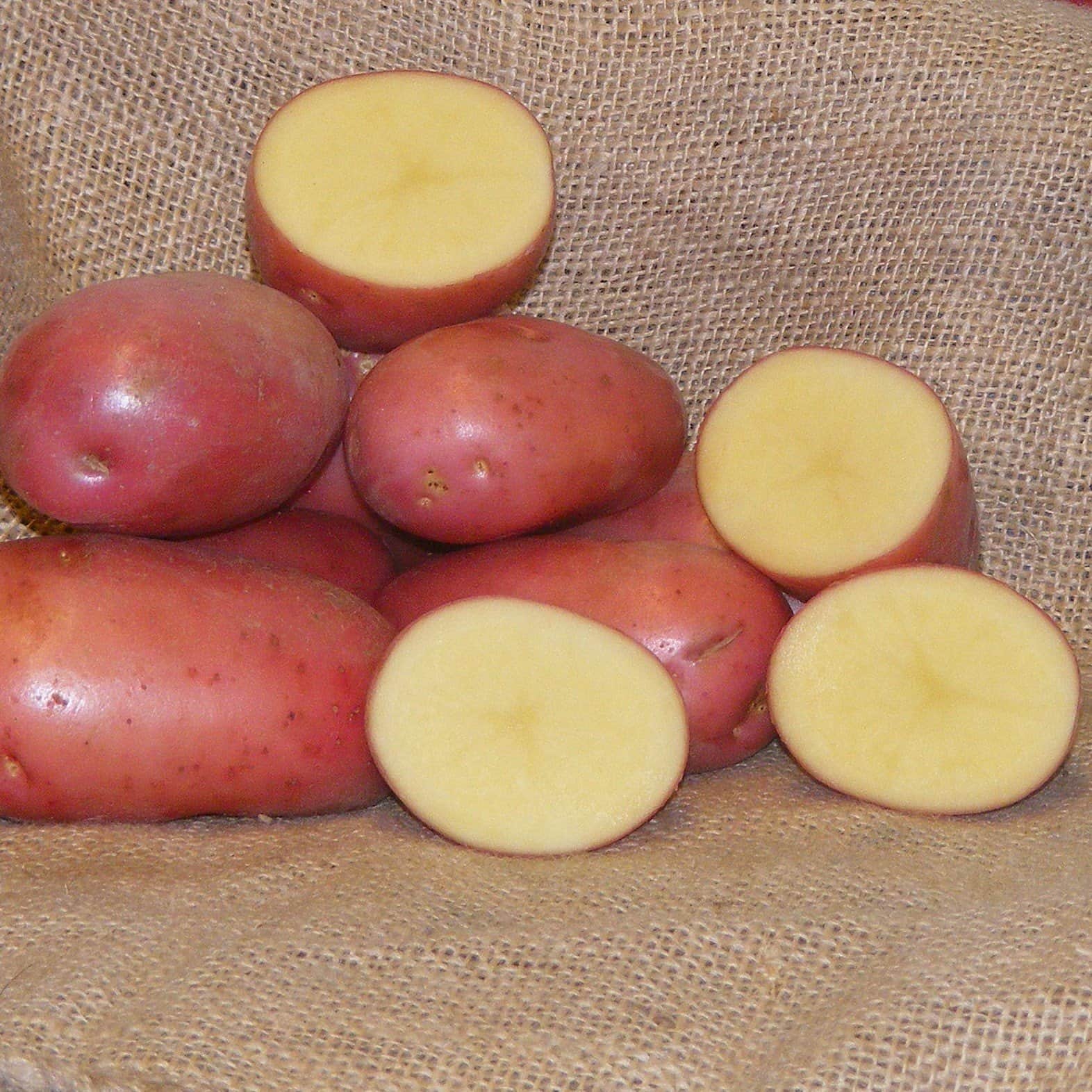 potatis---rosamunda-1kg-2