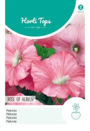 petunia-rose-of-heaven-1