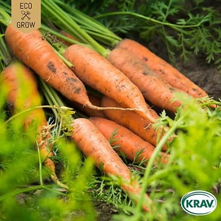 sommarmorot-berlikumer-2-krav-mrkt-1