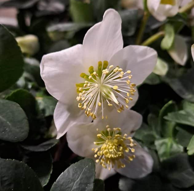 julros-christmas-carol-i-blom-6cm-kruka-1