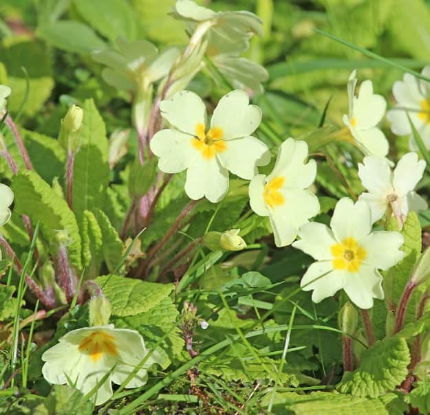 trdgrdsviva-spring-bouquet-weiss-12cm-kruka-2